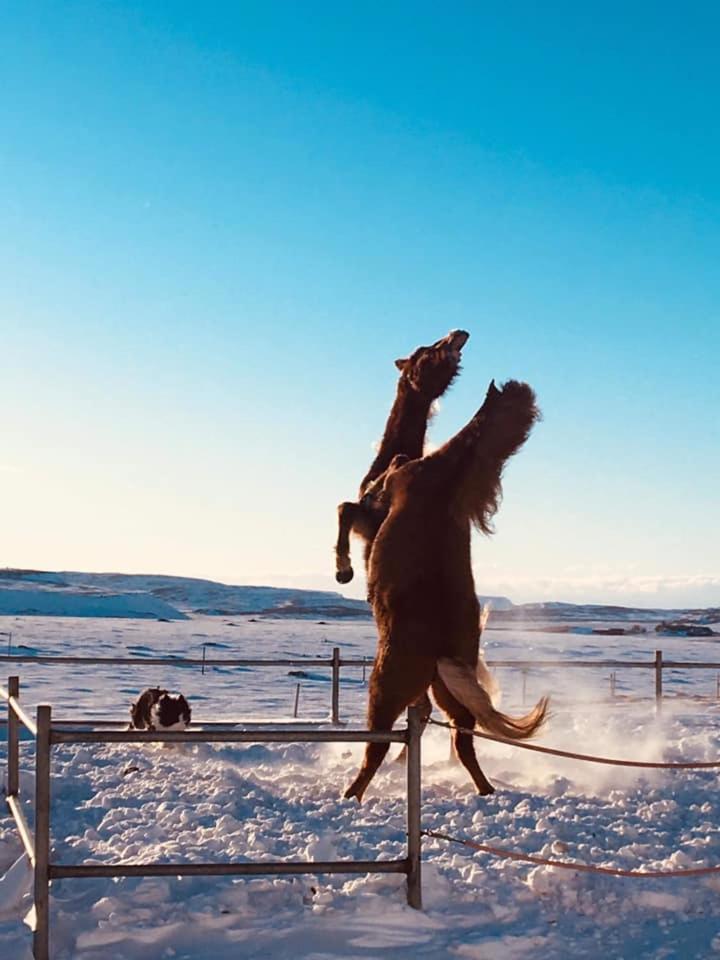 Haukadalur Skalinn Between Gullfoss And Geysir - Myrkholt Farm المظهر الخارجي الصورة